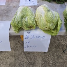 통배추2통